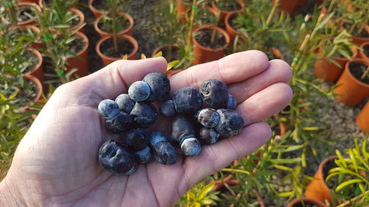 Illawarra Plum (Podocarpus elatus)