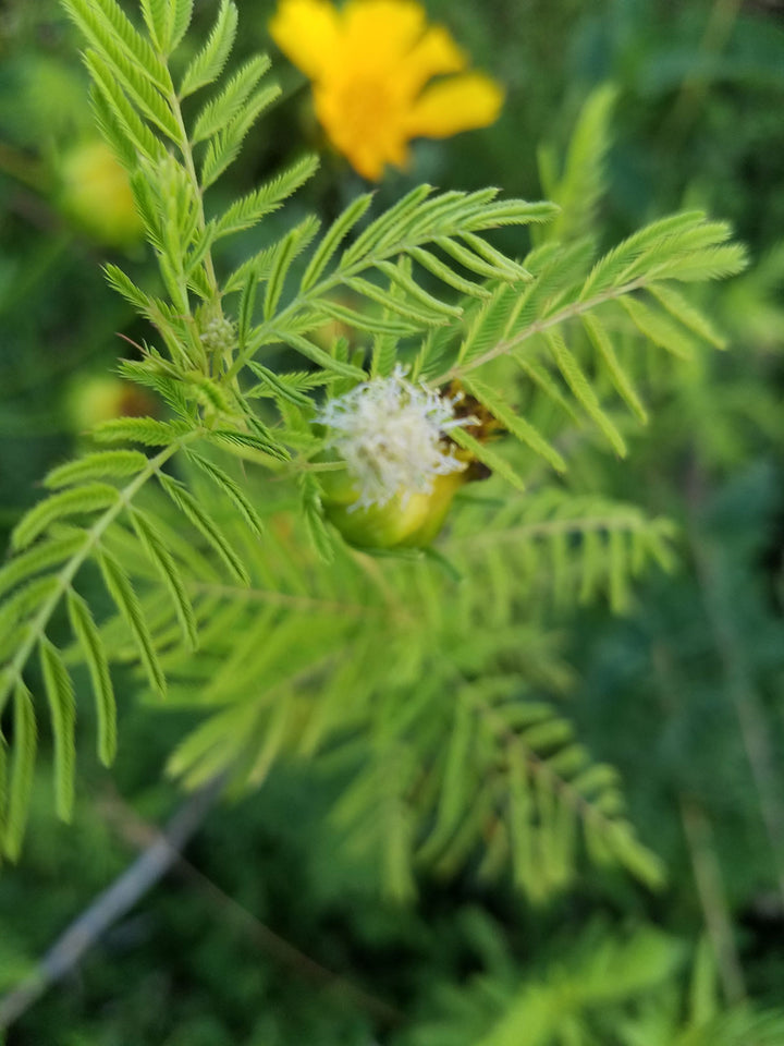 Yellow Illinois Bundleflower Seeds for Planting - 100 pcs - Dharaseeds