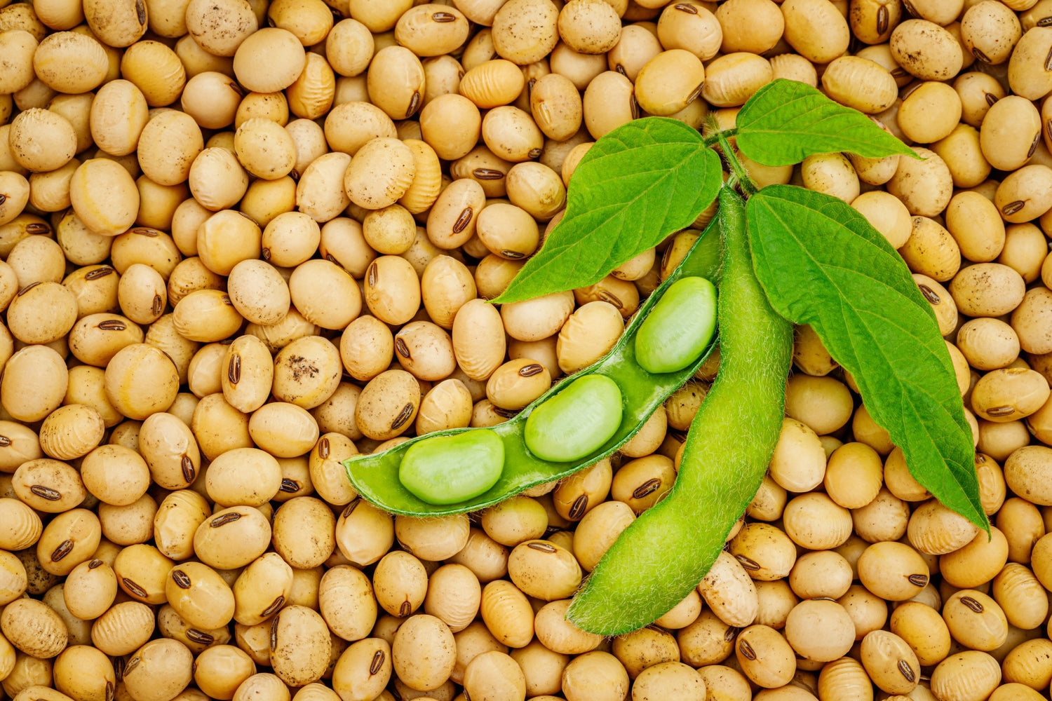 Soybean Seeds