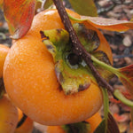 Alt Text: Grow Persimmon Tree from Diospyros kaki seeds in home garden