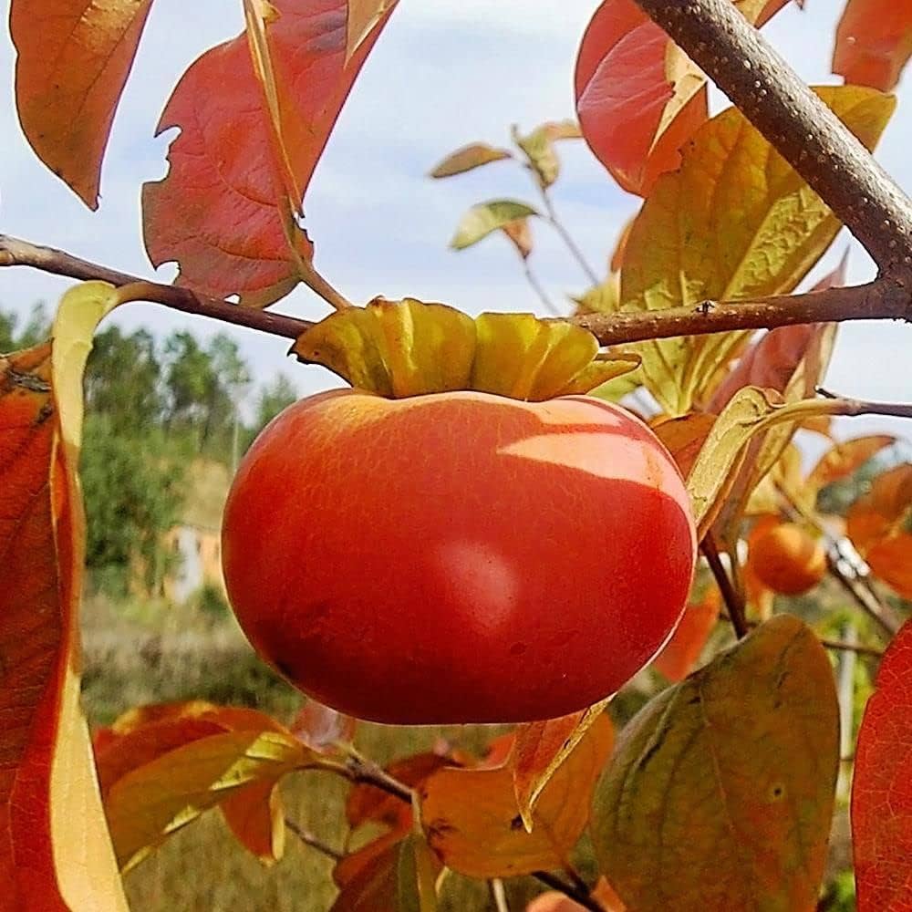 Alt Text: Non-GMO Persimmon Diospyros kaki seeds for planting