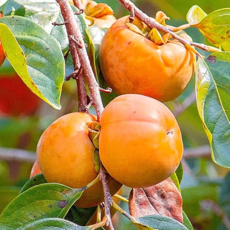 Alt Text: Persimmon Diospyros kaki seeds for planting in backyard gardening