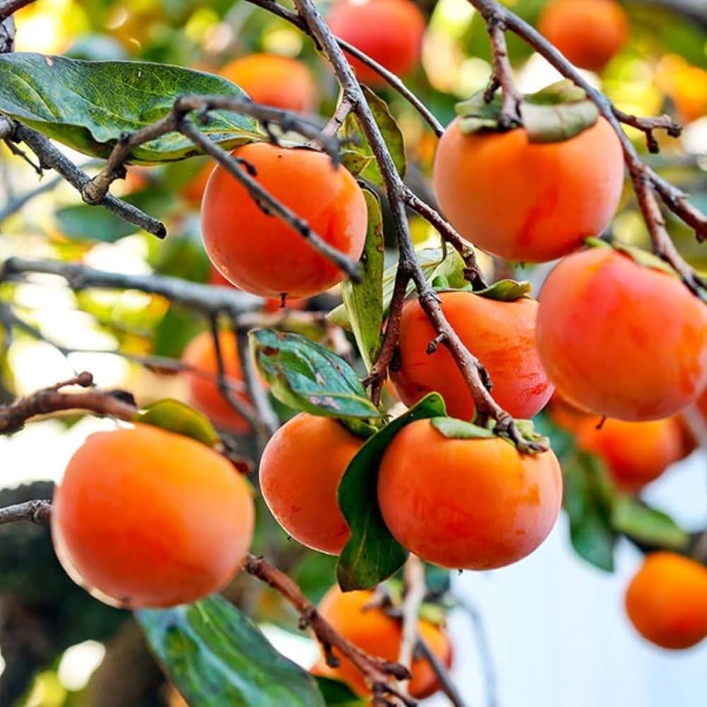 Alt Text: Persimmon fruit tree seeds for home and backyard gardening