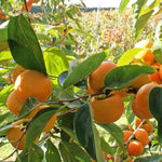 Alt Text: Persimmon tree seedlings grown from Diospyros kaki seeds