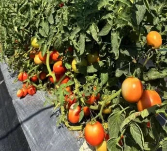 Indeterminate High Yield, Disease Resistant, Heat Resistant Flat Round Shape Tomato heirloom non-gmo organic garden seeds