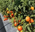 Indeterminate High Yield, Disease Resistant, Heat Resistant Flat Round Shape Tomato heirloom non-gmo organic garden seeds