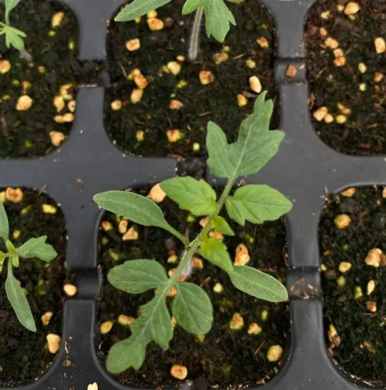 Indeterminate High Yield Industrial Processing Big Red Tomato heirloom non-gmo organic garden seeds