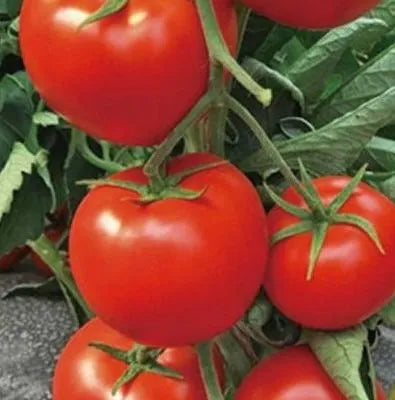 Indeterminate Tomato Disease Resistant Big Red Fruit Tomato heirloom non-gmo organic garden seeds