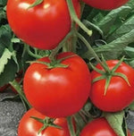 Indeterminate Tomato Disease Resistant Big Red Fruit Tomato heirloom non-gmo organic garden seeds