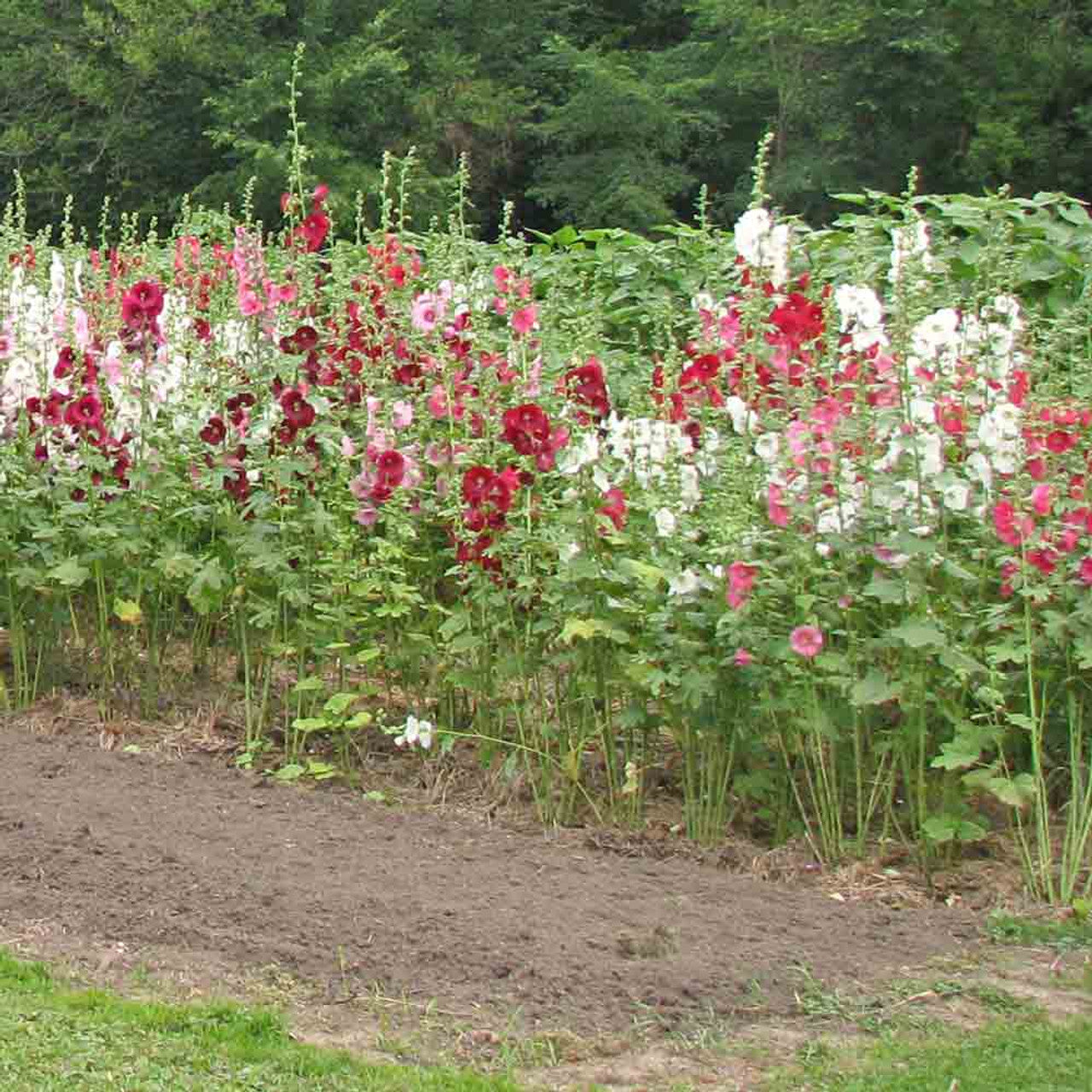 Hollyhock Seeds - Indian Spring Mix