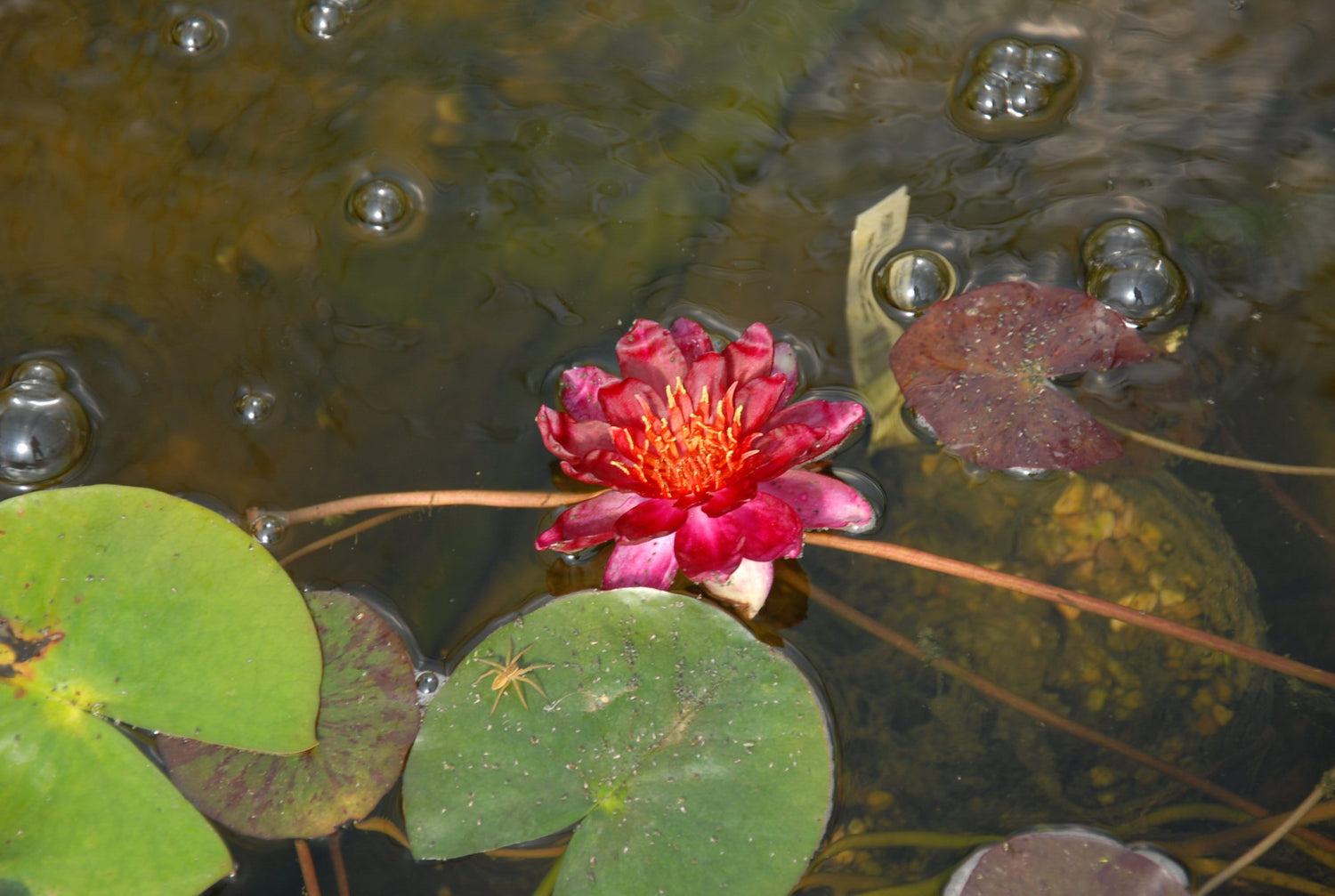 Hardy Waterlily Indiana