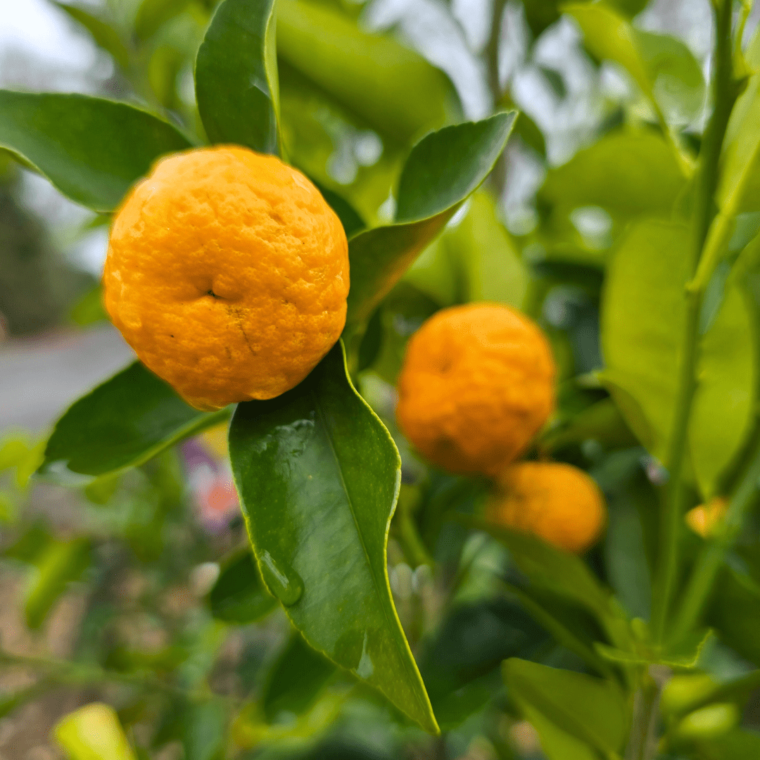 Indonesian Lime (Citrus hystrix)