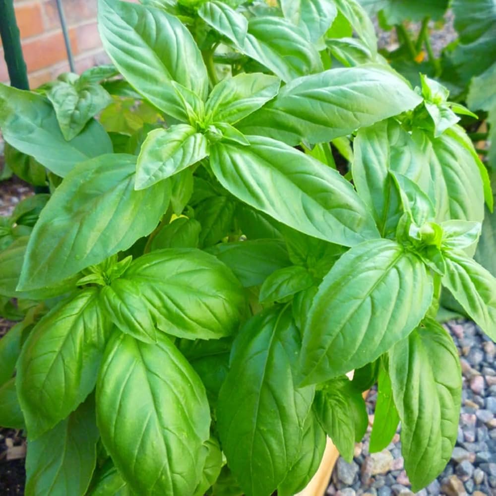 Genovese Basil growing in an indoor pot on a sunny windowsill