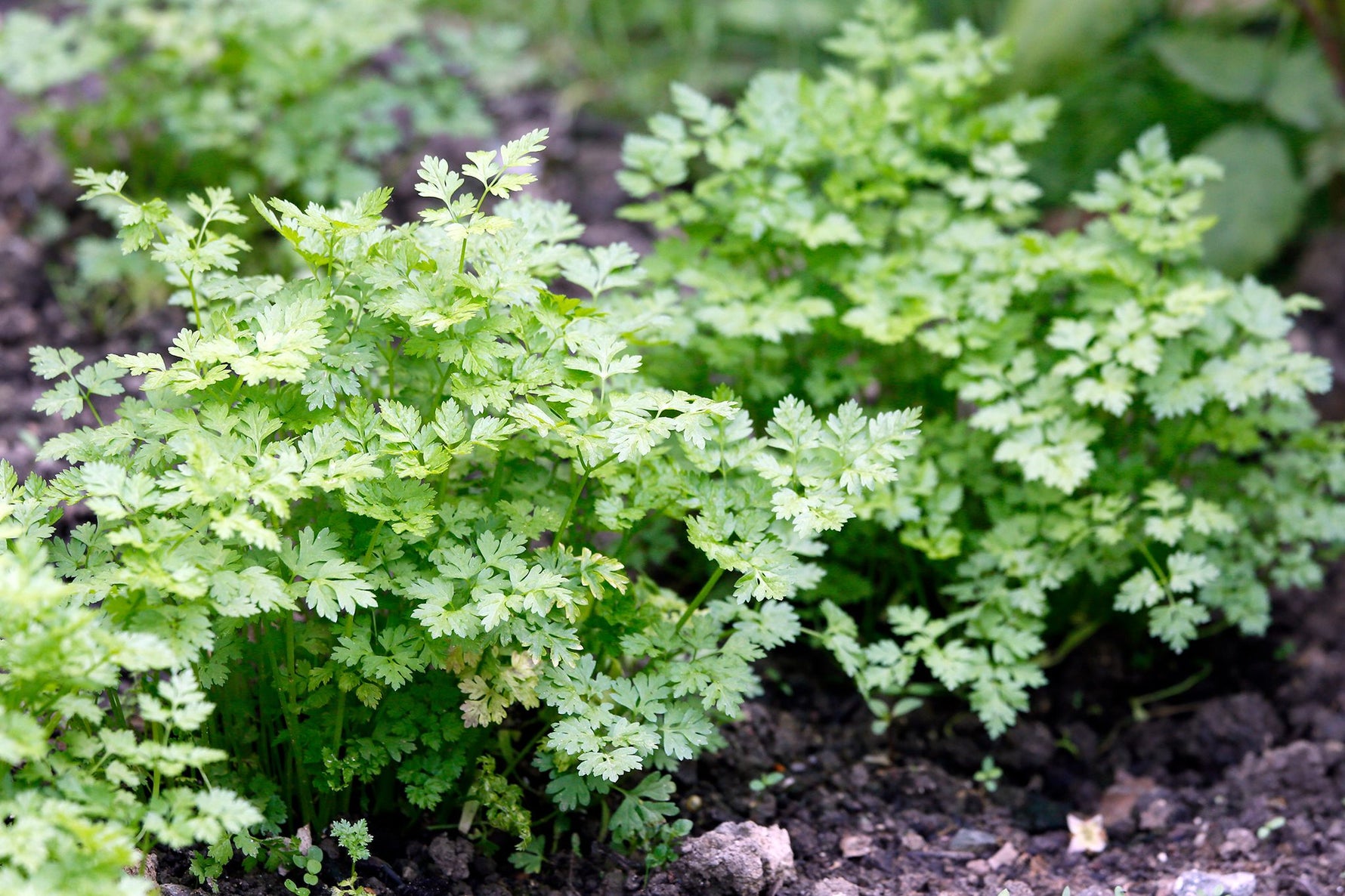 Chervil Anthriscus cerefolium growing in an indoor pot