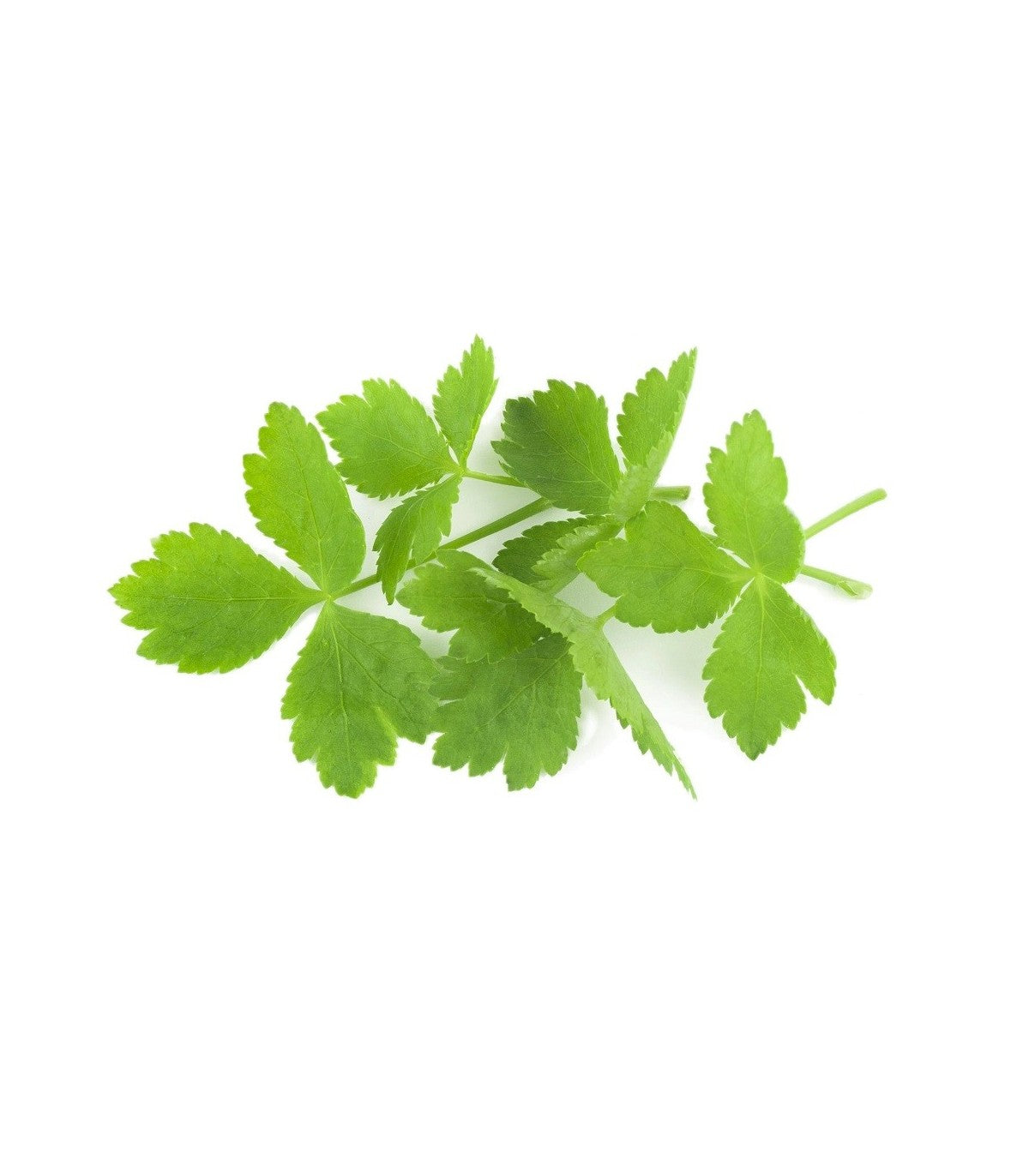 Mitsuba Japanese Parsley growing in an indoor pot