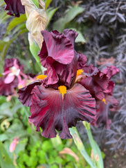 Infrared Tall Bearded Iris