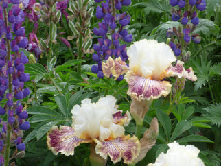 Insaniac Tall Bearded Iris