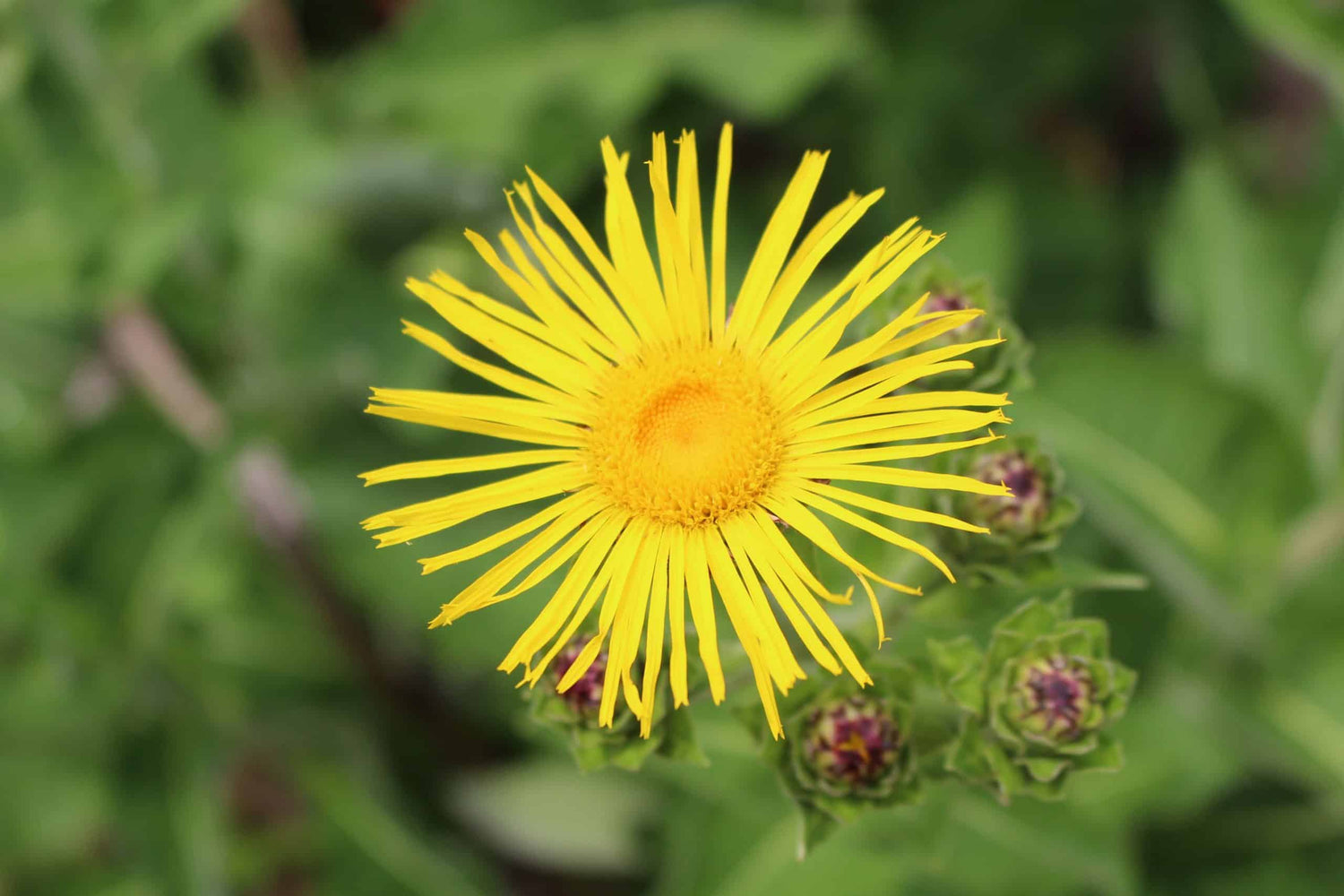 Elecampane Inula helenium