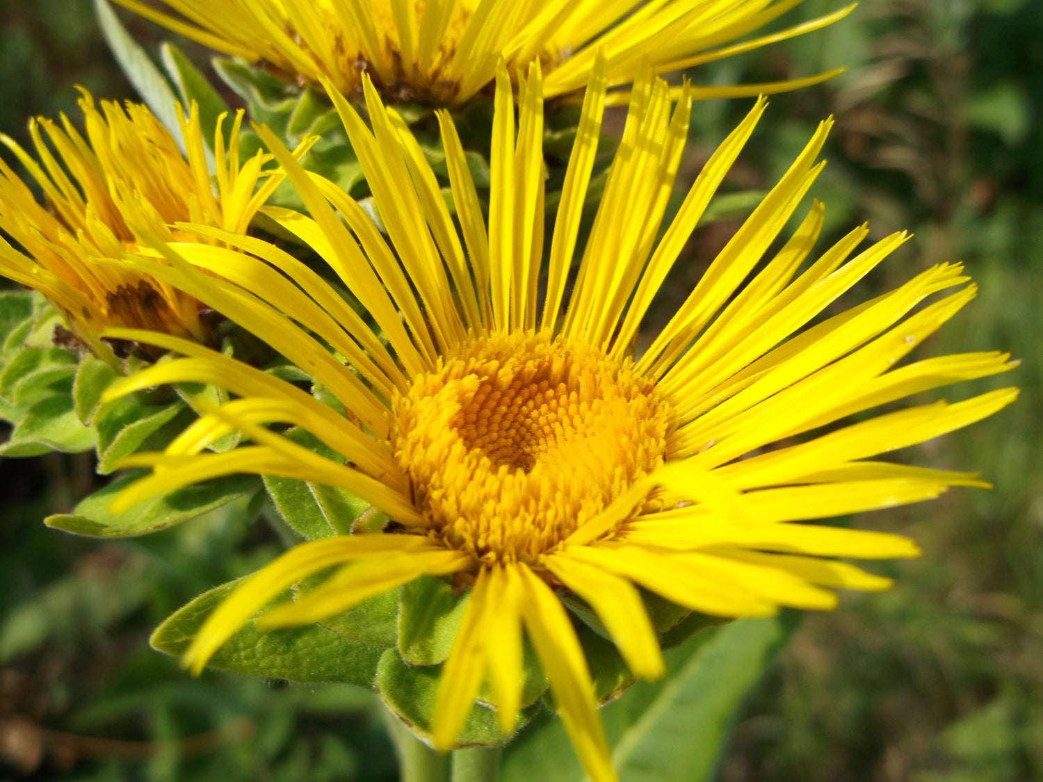 Elecampane Inula helenium