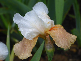 Invitation Tall Bearded Iris