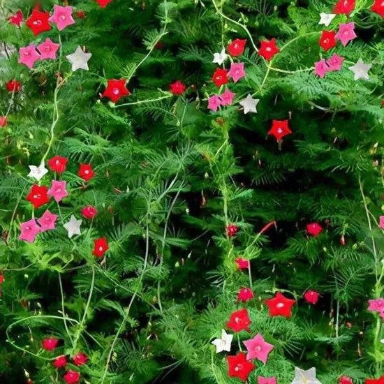 Ipomoea Quamoclit Heat Tolerant Annul Herb Flower heirloom non-gmo organic garden seeds