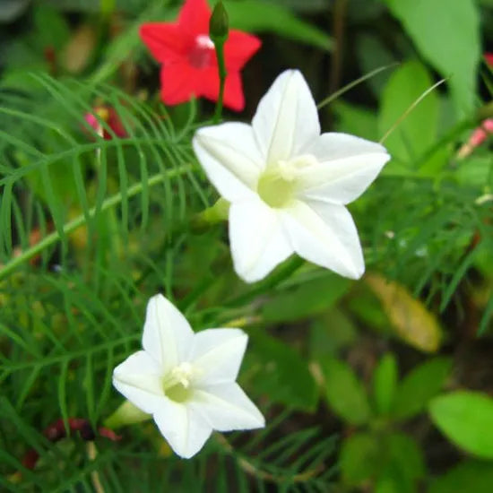 Ipomoea Quamoclit Heat Tolerant Annul Herb Flower – Heirloom, Non-GMO, High Germination Organic Garden Seeds