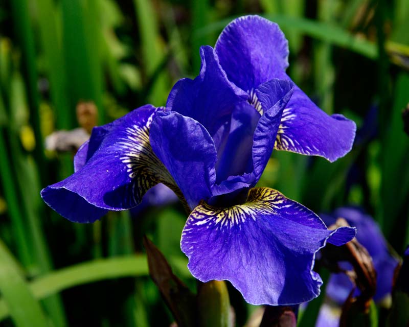 Siberian Iris Roots - Silver Edge