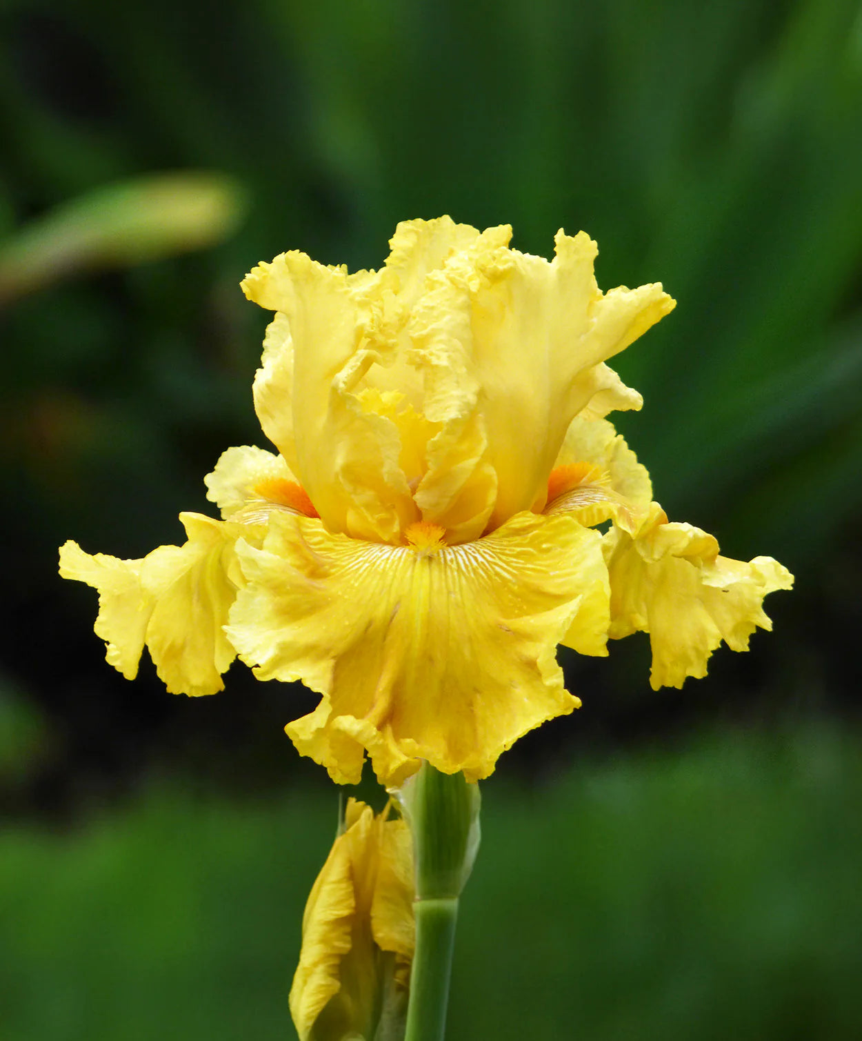 Re-Blooming Bearded Iris - Oregon Firestorm