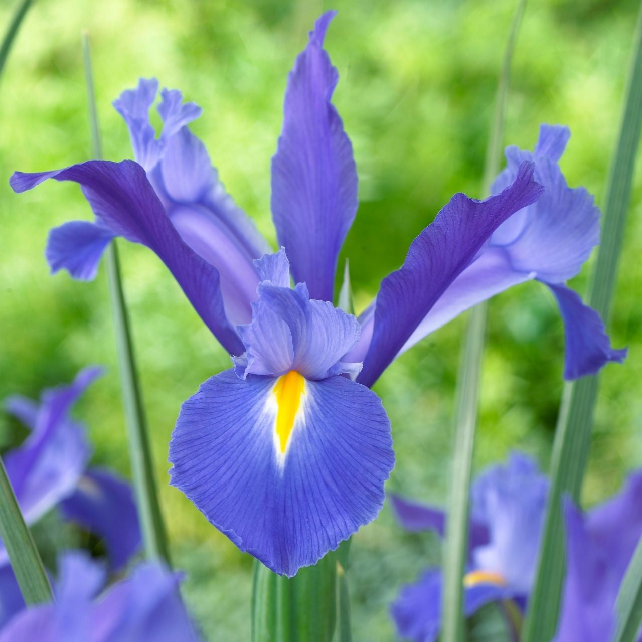 Dutch Iris Bulbs - Discovery