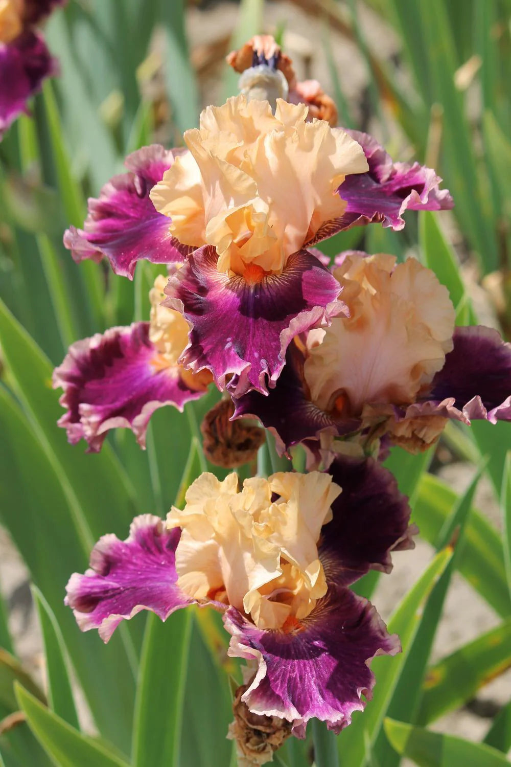 Bearded Iris - Rasputin