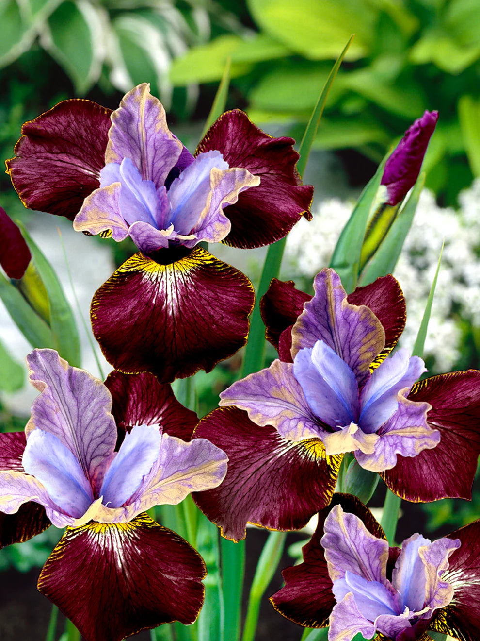 Siberian Iris Roots - Black Joker