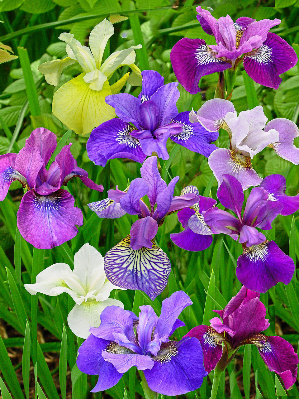 Siberian Iris Roots - Mix