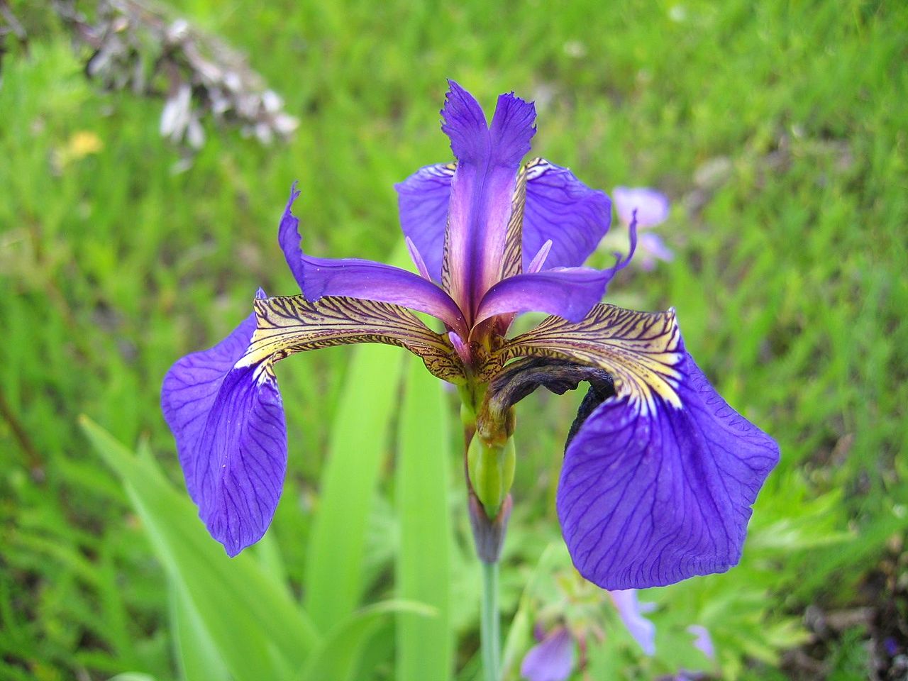 Blue Iris Setosa