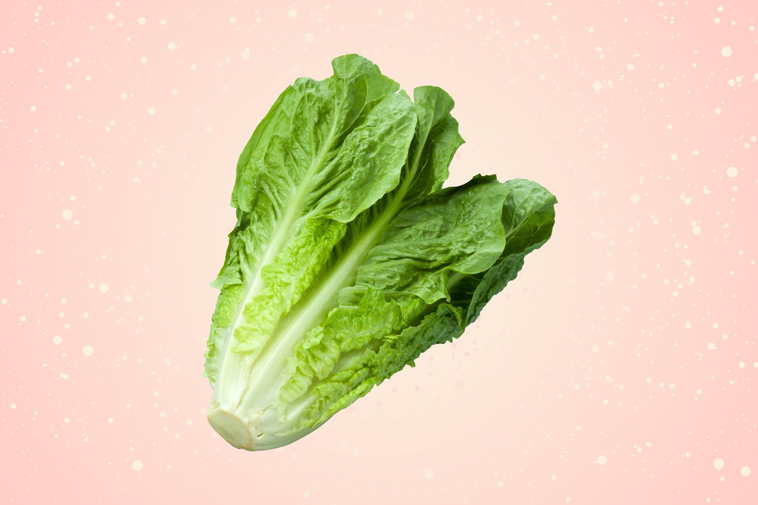 Parris Island Cos Romaine Lettuce Seeds