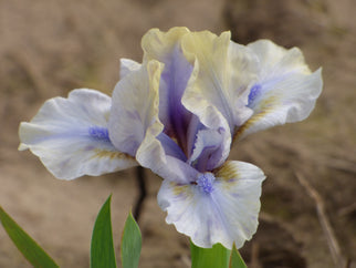 Island Fever Dwarf Iris