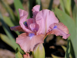 It's Amazing Intermediate Iris