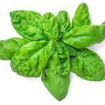 Large Leaf Italian Basil seeds Non-GMO herb seeds packet
