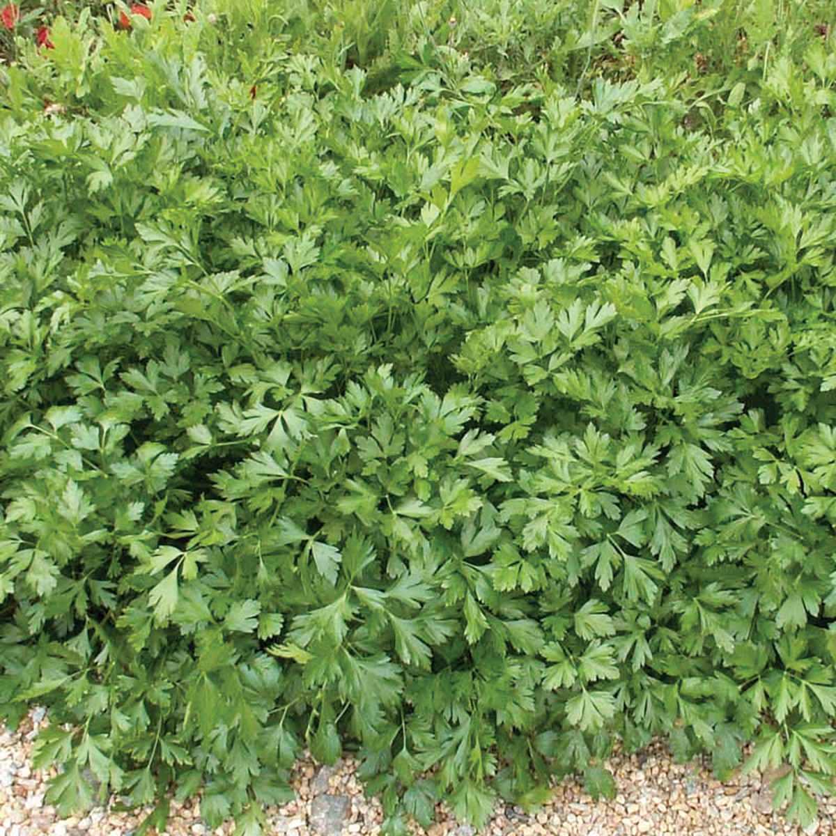 Italian Parsley plant growing in a kitchen garden ready for continuous harvest.