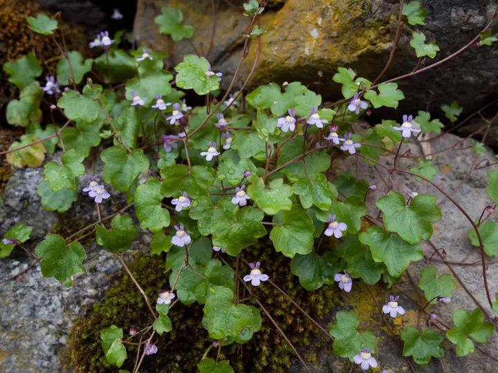 Cymbalaria Muralis Flower Seeds for Planting, NON GMO Seeds Dhara Seeds