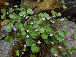Cymbalaria Muralis Flower Seeds for Planting, NON GMO Seeds Dhara Seeds