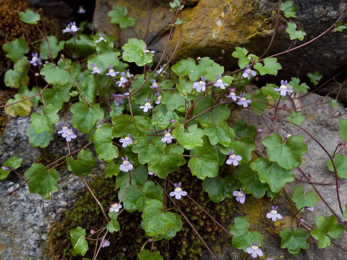 Cymbalaria Muralis Flower Seeds for Planting, NON GMO Seeds Dhara Seeds