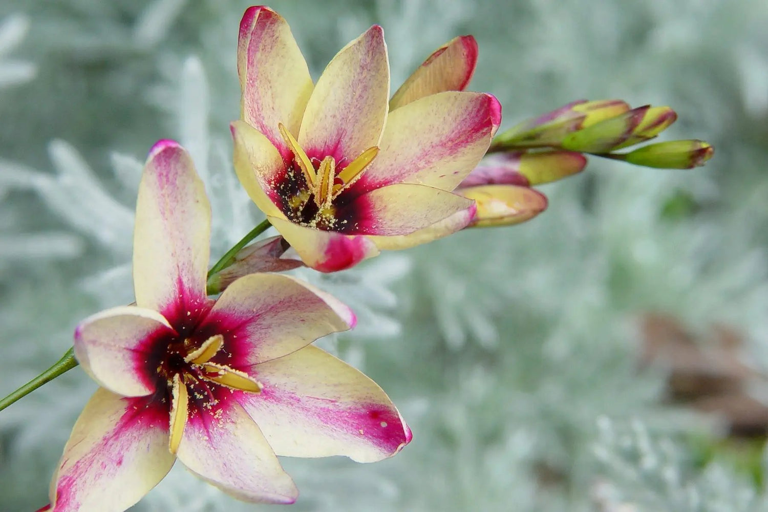 Ixia Flower Seeds for Planting - NON GMO Seeds for planting in home garden