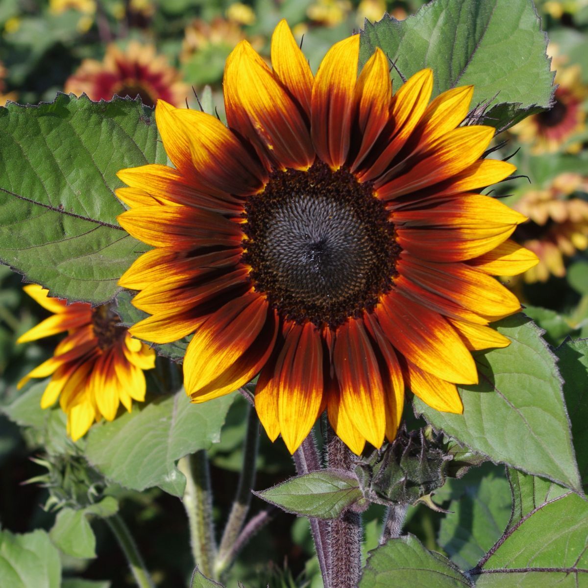 Sunflower Sonnet F1 Seeds