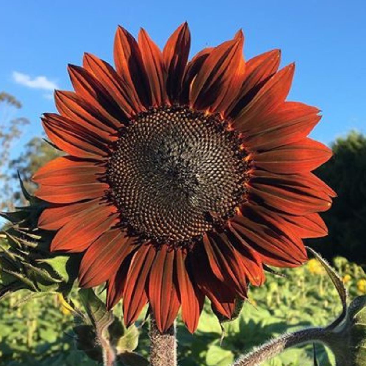 Sunflower Garnet F1 Seeds