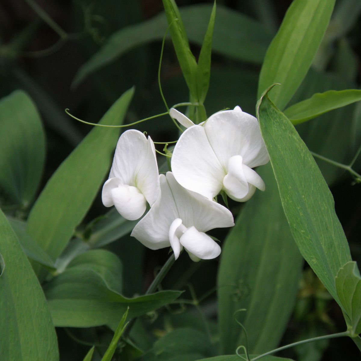 Everlasting Sweetpea White Pearl Seeds