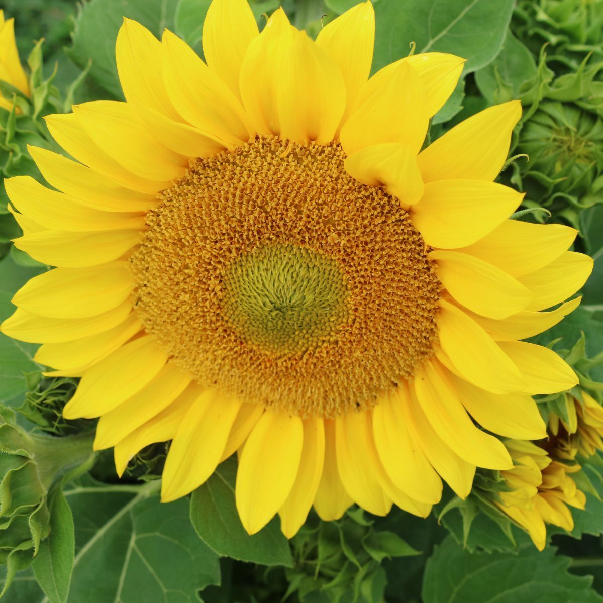 Sunflower Compact Summer Spray F1 Seeds