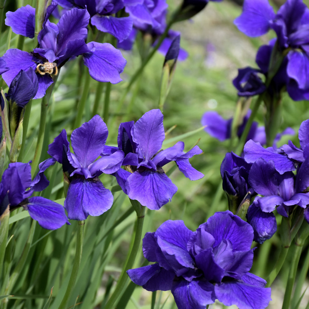 Siberian Iris Roots - Silver Edge