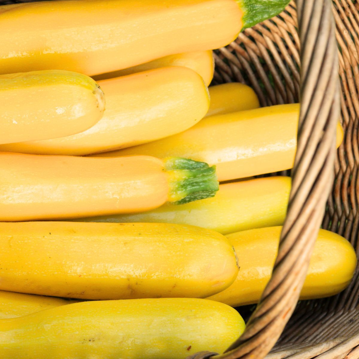 Gold Rush F1 Zucchini Seeds