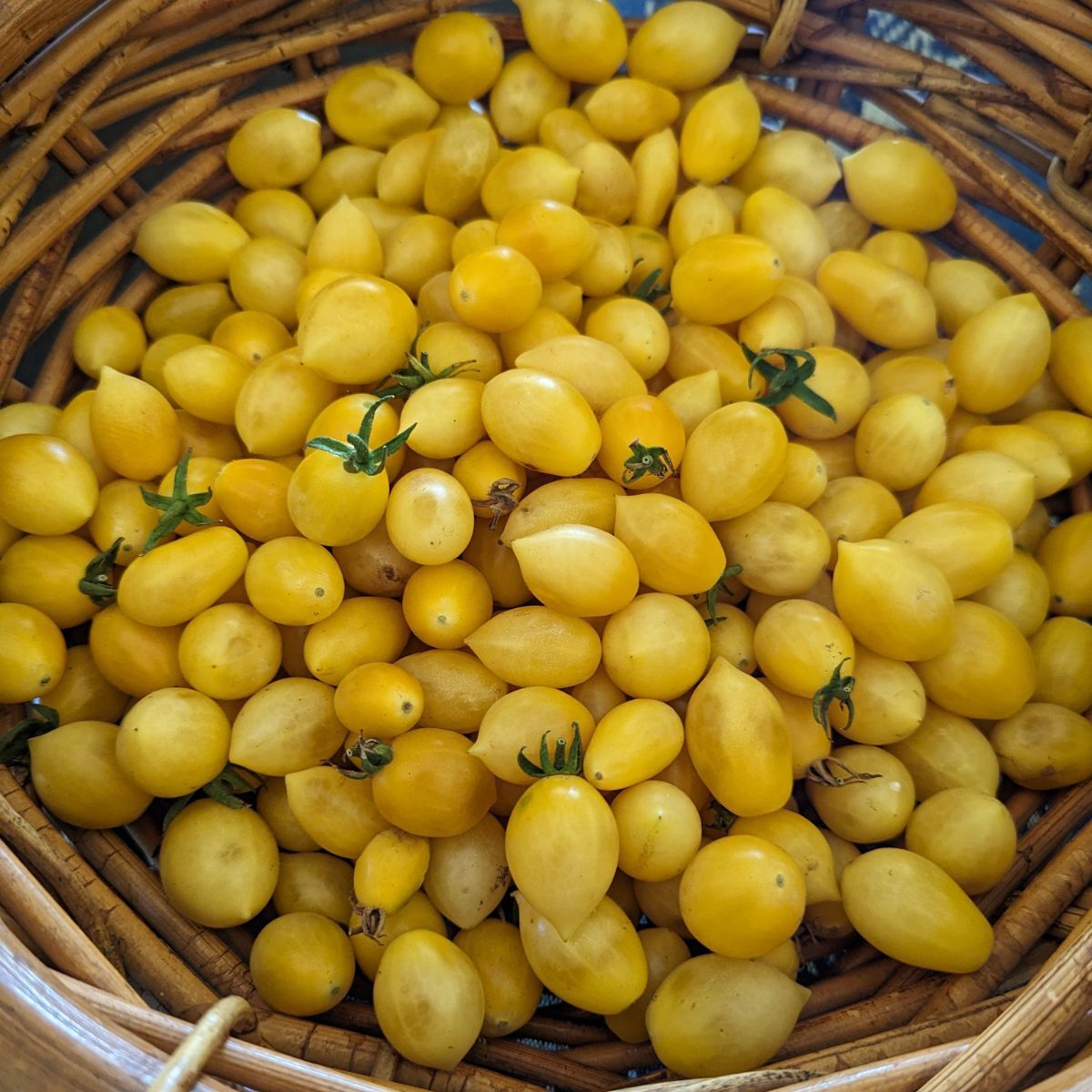 Barry's Crazy Cherry Tomato Seeds