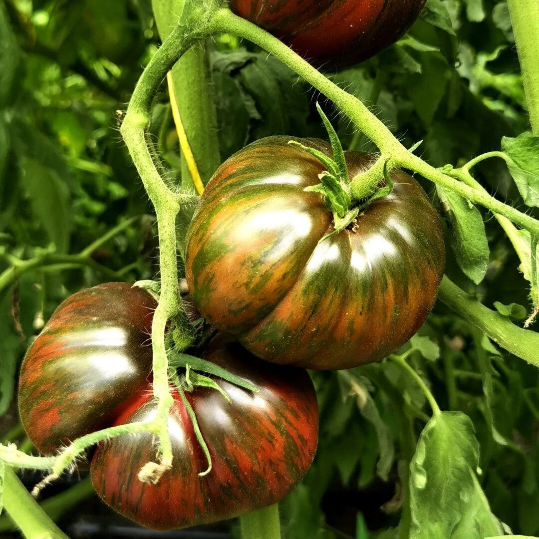 Berkeley Tie Dye Green Tomato Seeds